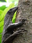 Monitor Lizard.JPG (81 KB)
